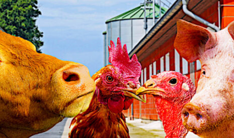 Nutrition animale, fabrications en légère hausse dans l’Ouest