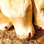 Nutrition animale en 2030, la farine d’insectes ne sera pas la panacée