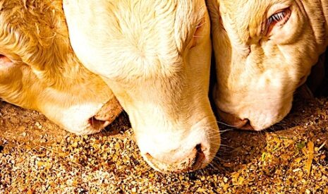 Nutrition animale en 2030, la farine d’insectes ne sera pas la panacée