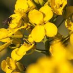 Les surfaces de canola annoncées en baisse au Canada