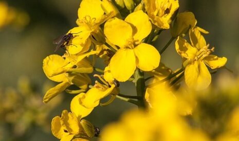 Canola au Canada, production finale 2015 supérieure à 2014