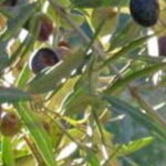 Huile d’olive, la volte-face de la France pénalise les consommateurs