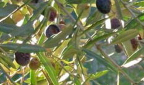 Huile d’olive, la volte-face de la France pénalise les consommateurs