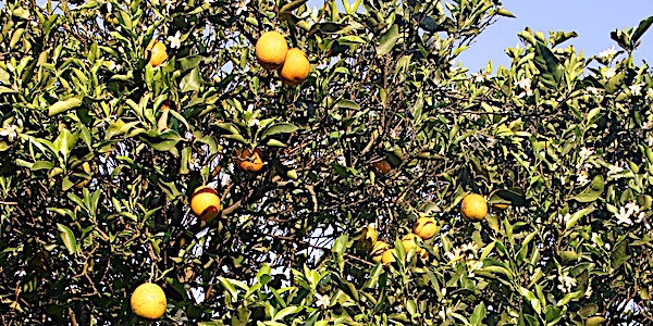 oranger californie