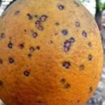 Tâches noires, ces agrumes sud-africains qui inquiètent