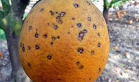 Tâches noires, ces agrumes sud-africains qui inquiètent