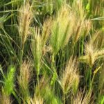 L’orge hybride, l’orge de demain ?