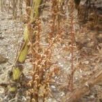 Orobanche du tournesol, un parasite en expansion