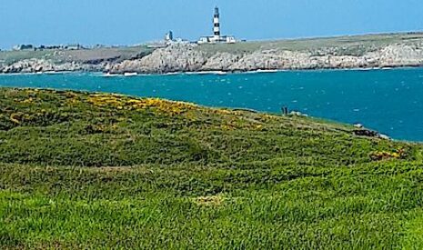 L’île d’Ouessant cherche un éleveur
