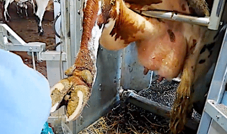 La pédicure des vaches