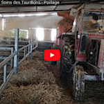 Le paillage, un soin apporté aux taurillons
