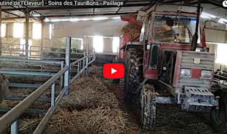 Le paillage, un soin apporté aux taurillons