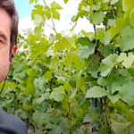 Le palissage manuel des vignes, une méthode appréciée pour le champagne