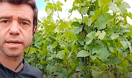 Le palissage manuel des vignes, une méthode appréciée pour le champagne