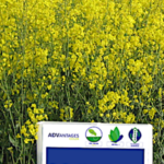 Des semences de colza adaptées à la lutte contre la virose du navet