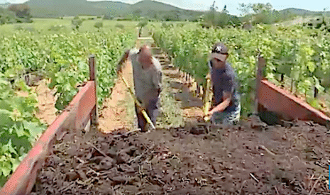 Etonnant, l’épandage de lombrics dans les vignes bio !