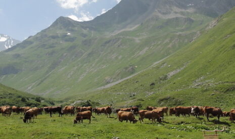 Parc de la Vanoise, une charte profitable à l’activité agricole ?