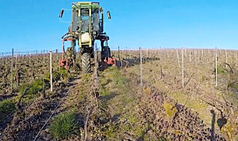 Passage de la charrue dans les vignes de champagne