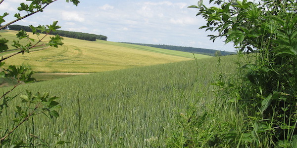 paysage agricole lambda
