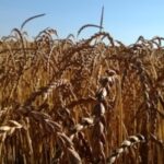 Epeautre, sarrasin, quinoa, millet… La coopérative spécialisée sur les marchés de niche
