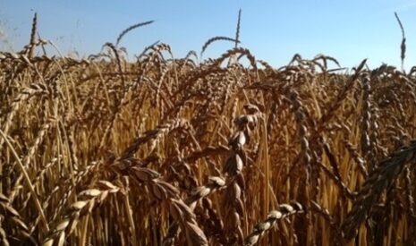 Epeautre, sarrasin, quinoa, millet… La coopérative spécialisée sur les marchés de niche