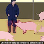 Branle-bas de combat face à la peste porcine africaine