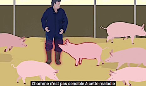 Branle-bas de combat face à la peste porcine africaine