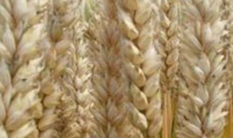 Intercéréales et l’amélioration du taux de protéines dans le blé tendre français