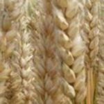 Intercéréales et l’amélioration du taux de protéines dans le blé tendre français