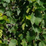 Des résidus de cuivre présents dans les vins bio