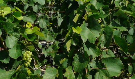 Des résidus de cuivre présents dans les vins bio