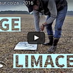 Comment je mets en place mes pièges à limaces