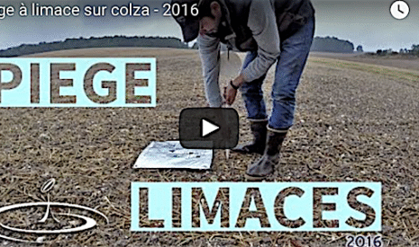 Comment je mets en place mes pièges à limaces