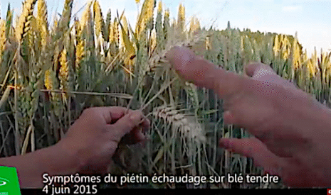 Qu’est-ce que le piétin échaudage ?