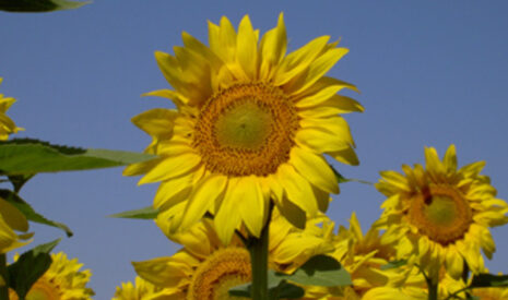 Recherche sur le tournesol oléique, fer de lance chez Syngenta