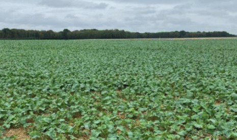 La fertilisation du colza à l’automne, un facteur essentiel de réussite de la culture