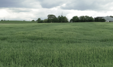 La protection passe par les semences