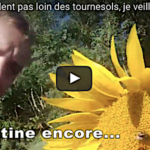Comment contrer les pigeons qui attaquent le tournesol