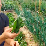 C’est le moment de semer les épinards dans le potager