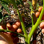 Faut-il tailler les plants de tomates, et si oui lesquels ?
