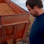 La plantation des oignons porte-graines