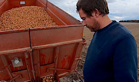 La plantation des oignons porte-graines