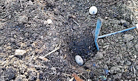 Jardin potager, la plantation des pommes de terre