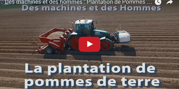 plantation pommes de terre