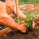 Plantation des tomates dans le potager, quand, comment, combien