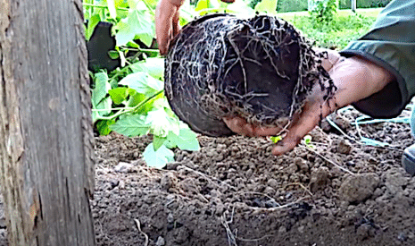 Il n’est pas trop tard pour planter ses tomates