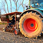 La plantation de nouvelles vignes