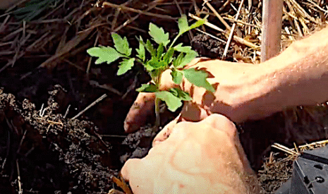 Tomates au potager, il est temps de planter les semis