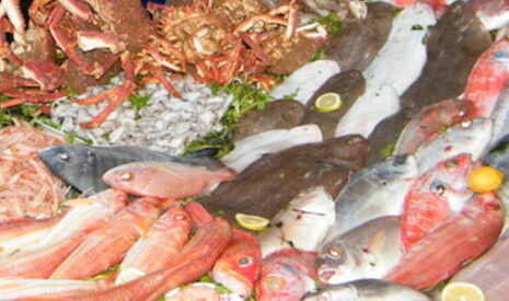 Poissons, stop ou encore ?