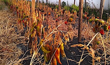 Du glyphosate concentré utilisé comme arme chimique pour détruire une exploitation bio